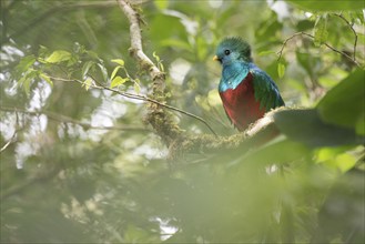 Quetzal (Pharomachrus mocinno), Reserva biologica Bosque Nubosa, Costa Rica, Central America