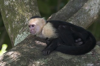 White-shouldered capuchin monkey (Cebus capucinus), Manuel Antonio National Park, Costa Rica,