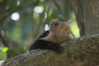 White-shouldered capuchin monkey (Cebus capucinus), Manuel Antonio National Park, Costa Rica,