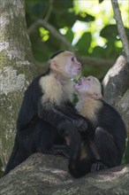 White-shouldered capuchin monkeys (Cebus capucinus), Manuel Antonio National Park, Costa Rica,