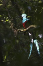 Quetzal (Pharomachrus mocinno), Reserva biologica Bosque Nubosa, Costa Rica, Central America