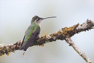 Violet-crowned Brilliant Hummingbird (Eugenes fulgens), Parque National Los Quetzales, Costa Rica,