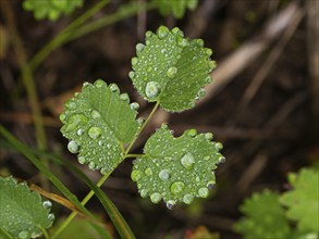 Dew drops on leaves of wild plant, Hessen, Germany, Europe