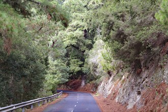 A tarmac road winds through a dense green forest, road to the Roques de los Muchachos, La Palma,