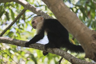 White-shouldered capuchin monkey (Cebus capucinus), Manuel Antonio National Park, Costa Rica,