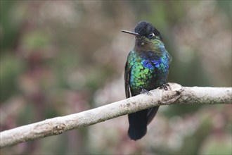 Fire-throated hummingbird (Panterpe insignis), Parque National Los Quetzales, Costa Rica, Central