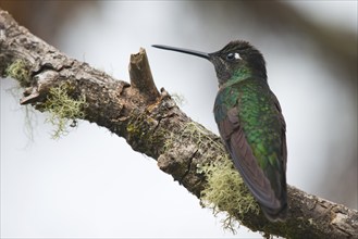 Violet-crowned Brilliant Hummingbird (Eugenes fulgens), Parque National Los Quetzales, Costa Rica,