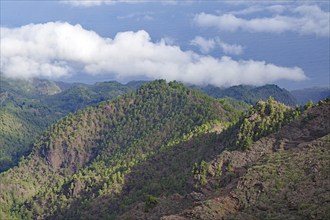 Wooded mountain landscape with clouds in the sky and view of the sea, trade wind clouds, Roques de