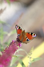 Peacock butterfly (Inachis io) sucking nectar on butterfly bush (Buddleja davidii), in a natural