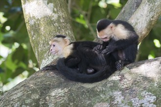 White-shouldered capuchin monkeys (Cebus capucinus), Manuel Antonio National Park, Costa Rica,