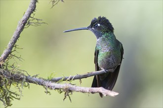 Violet-crowned Brilliant Hummingbird (Eugenes fulgens), Parque National Los Quetzales, Costa Rica,