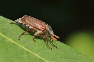 May beetle, wood cockchafer (Melolontha hippocastani), male, on leaf of a horse chestnut (Aesculus