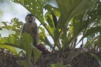 Central American squirrel monkey (Saimiri oerstedii), Manuel Antonio National Park, Costa Rica,