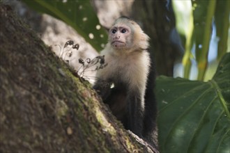 White-shouldered capuchin monkey (Cebus capucinus), Manuel Antonio National Park, Costa Rica,