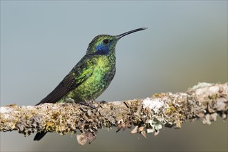 Small violet-eared hummingbird (Colibri thalassinus), Parque National Los Quetzales, Costa Rica,