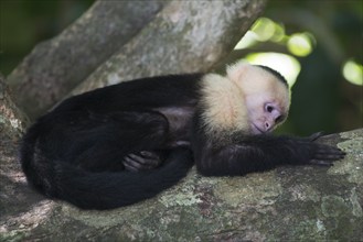 White-shouldered capuchin monkey (Cebus capucinus), Manuel Antonio National Park, Costa Rica,