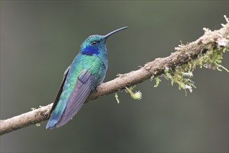 Small violet-eared hummingbird (Colibri thalassinus), Parque National Los Quetzales, Costa Rica,