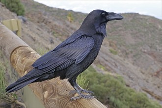 A black raven sits on a wooden railing in a mountainous landscape, Roques de los Muchachos, La