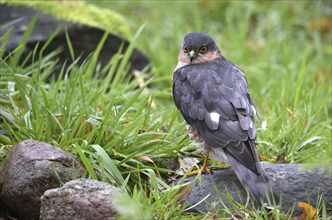 Sparrowhawk, (Accipiter Nisus) Bird of prey in the grass, Schleswig-Holstein, Germany, Europe