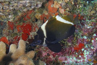 Black and white fish, Horned bannerfish (Heniochus varius), next to colourful reef corals on the