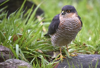 Sparrowhawk, (Accipiter Nisus) Bird of prey in the grass, Schleswig-Holstein, Germany, Europe