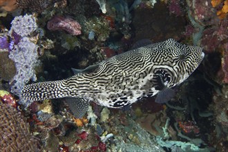 Pattern-rich pufferfish, map pufferfish (Arothron mappa), moving through a colourful reef, dive