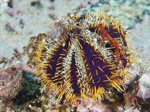 Multicoloured spiny sea urchin, peacock urchin (Tripneustes gratilla), with blue and white patterns