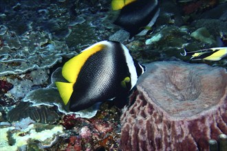 Yellow and black fish, Malayan Horned bannerfish (Heniochus singularius), swimming between corals