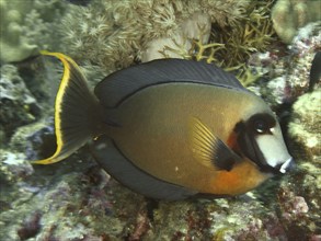 A colourful fish, chocolate surgeonfish (Acanthurus pyroferus), swimming in a coral reef surrounded