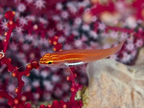 Bright orange coloured fish, black-bellied goby (Eviota atriventris), swimming next to red corals,