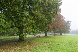 Foggy autumn day in a park with green meadow and colourful foliage along a path, lime tree,