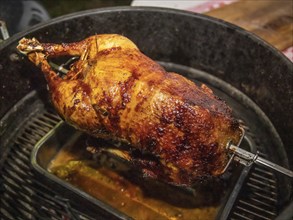 St Martin's goose, traditional meal on St Martin's Day. The goose is cooked on a kettle grill in