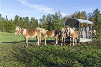 Group of horses on a pasture in front of a wooden shelter surrounded by trees, near Füssen,