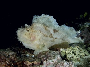 Pale reef fish, rocking fish (Taenianotus triacanthus), sitting in a dark underwater environment,