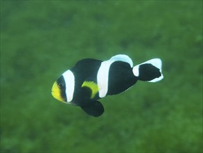 Black and white fish with yellow spot, saddle spot anemonefish (Amphiprion polymnus) swimming in