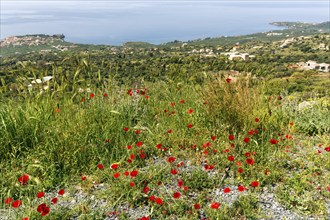 Coastline in spring, poppy blossom, view from above, Pyrgos, Mani, Messinian Gulf, Ionian Sea,