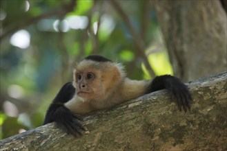 White-shouldered capuchin monkey (Cebus capucinus), Manuel Antonio National Park, Costa Rica,