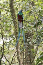 Quetzal (Pharomachrus mocinno), Reserva biologica Bosque Nubosa, Costa Rica, Central America