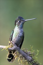 Violet-crowned Brilliant Hummingbird (Eugenes fulgens), Parque National Los Quetzales, Costa Rica,