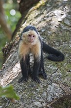 White-shouldered capuchin monkey (Cebus capucinus), Manuel Antonio National Park, Costa Rica,