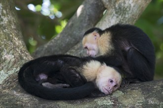 White-shouldered capuchin monkeys (Cebus capucinus), Manuel Antonio National Park, Costa Rica,