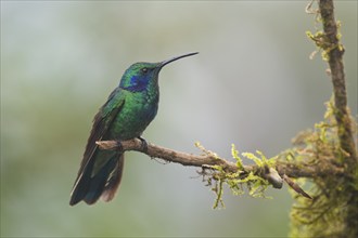 Small violet-eared hummingbird (Colibri thalassinus), Parque National Los Quetzales, Costa Rica,