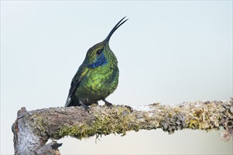 Small violet-eared hummingbird (Colibri thalassinus), Parque National Los Quetzales, Costa Rica,