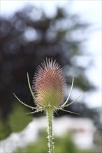 Wild teasel (Dipsacus fullonum), with flower wreath with bokeh in the background, Haiger, Hesse,