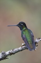 Violet-crowned Brilliant Hummingbird (Eugenes fulgens), Parque National Los Quetzales, Costa Rica,