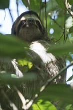 Brown-throated sloth (Bradypus variegatus), Manuel Antonio National Park, Costa Rica, Central