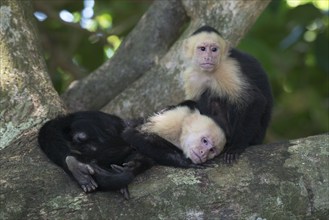 White-shouldered capuchin monkeys (Cebus capucinus), Manuel Antonio National Park, Costa Rica,