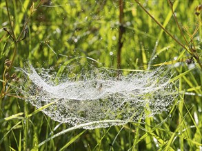 Spider's web with dewdrops, slung between grass stalks on a meadow, in late summer, Hessen,