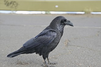 A raven standing on tarmac, Roques de los Muchachos, La Palma, Canary Islands, Spain, Europe