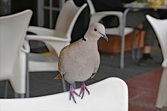 A pigeon sits on the back of a white chair in a café, La Palma, Canary Islands, Spain, Europe